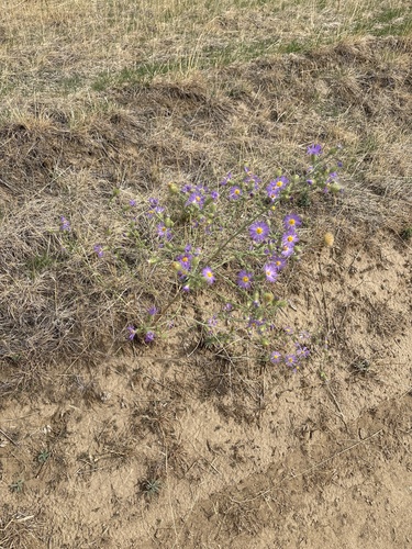 Dieteria canescens, photograph 3