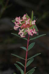 Pimelea linifolia linifolia