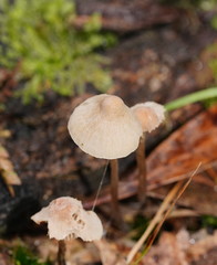 Mycena albidofusca