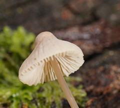 Mycena albidofusca
