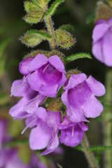 Prostanthera decussata