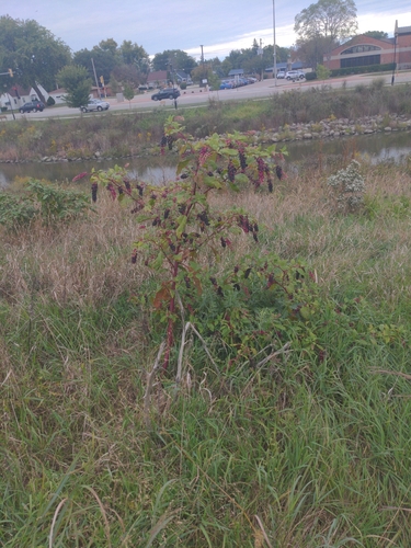 American pokeweed