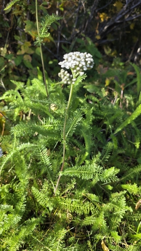 common yarrow