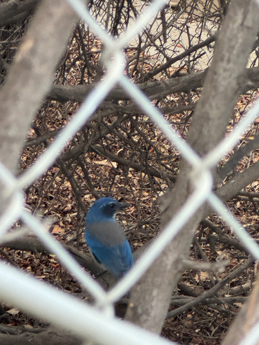 California Scrub-Jay