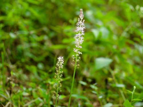 Barnardia japonica