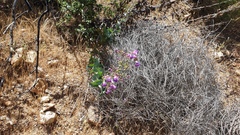Penstemon spectabilis spectabilis