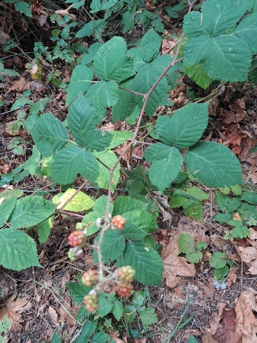 Armenian Blackberry