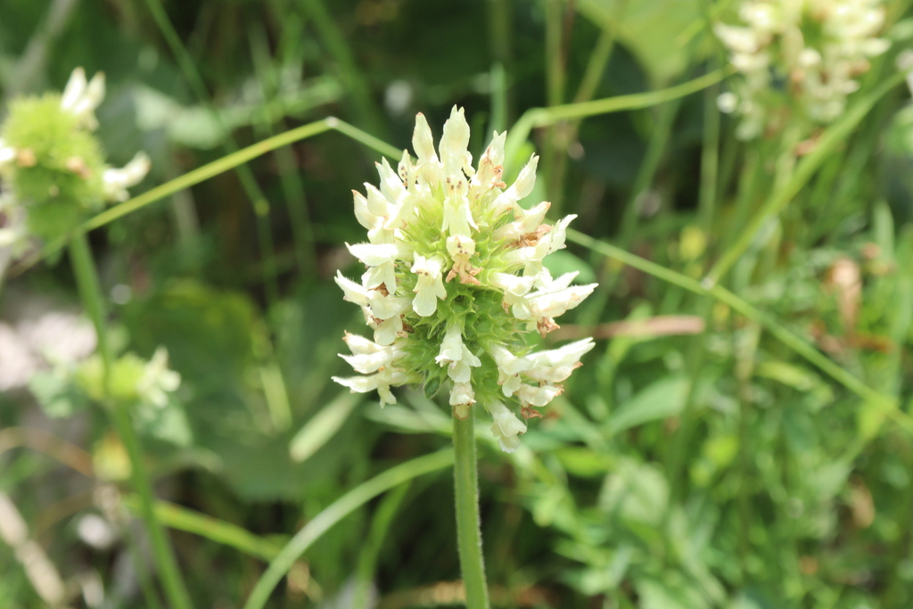 Betonica alopecuros; photograph (c) Edmundas Greimas, some rights reserved (CC BY)