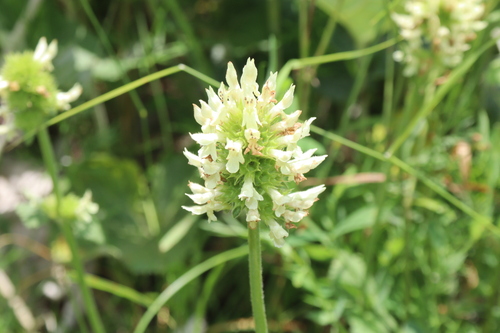 Betonica alopecuros
