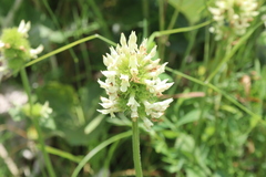 Betonica alopecuros