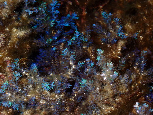 Ericaria selaginoides observed 2026-09-24
