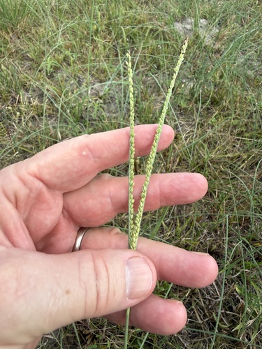 Paspalum monostachyum, 2026-09-24