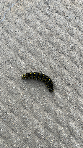 Black Swallowtail