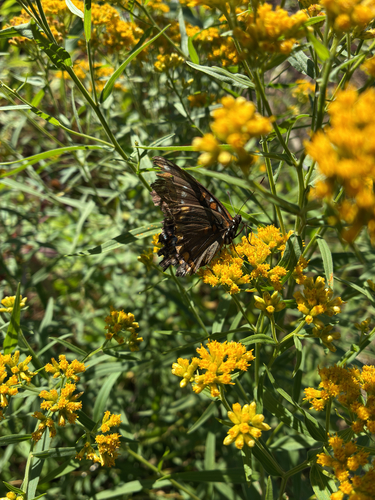 Red-spotted Admiral