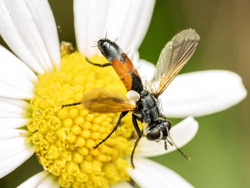 Cylindromyia brassicaria