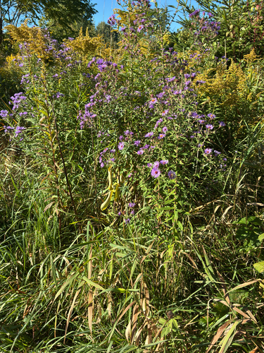 New England aster