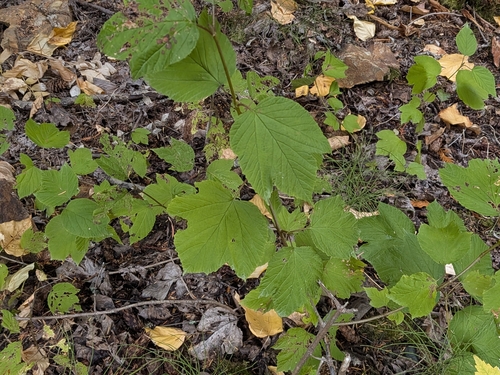 Viburnum edule, photograph 4