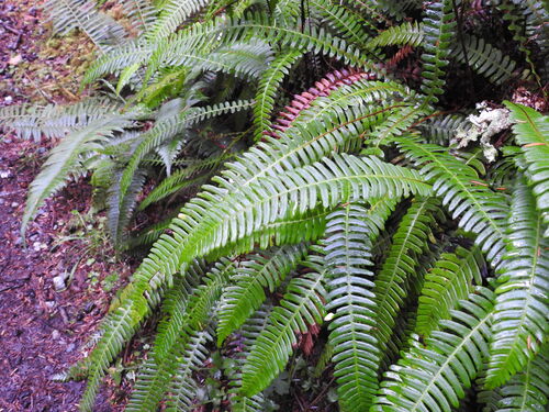 deer fern