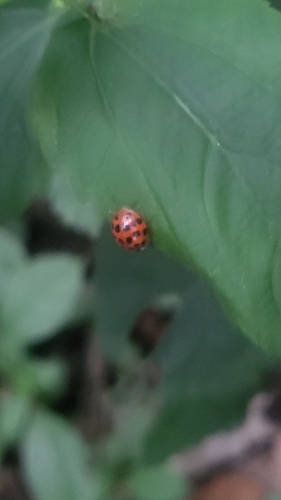 Asian Lady Beetle