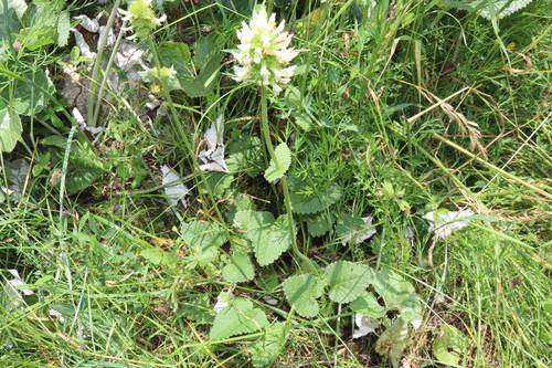 Betonica alopecuros, photograph 1
