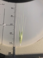 Hordeum vulgare