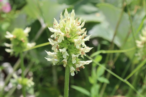 Betonica alopecuros, photograph 2