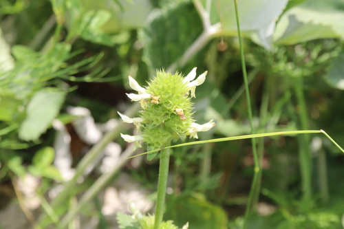 Betonica alopecuros, photograph 4