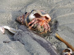 Diacanthurus spinulimanus