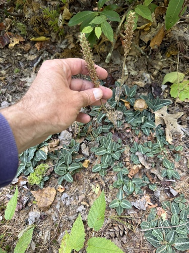 downy rattlesnake plantain