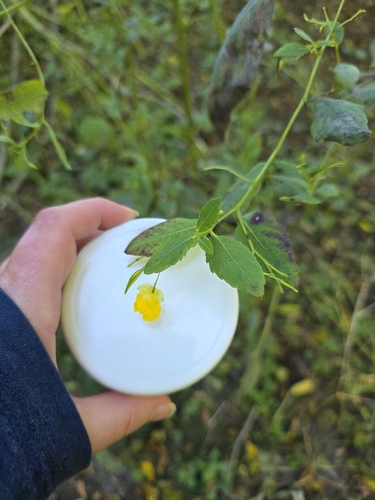 Impatiens pallida