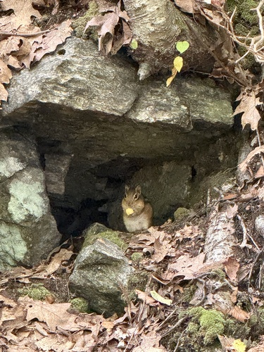 Eastern Chipmunk