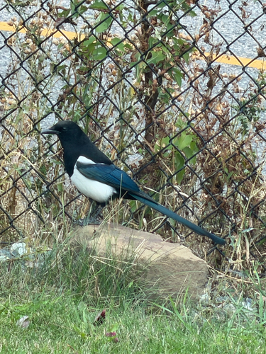 Black-billed Magpie