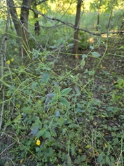 Impatiens pallida, photograph author not stated, no rights reserved