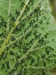 Aphis urticata