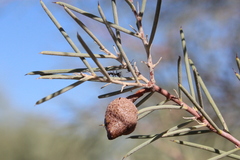 Hakea leucoptera leucoptera