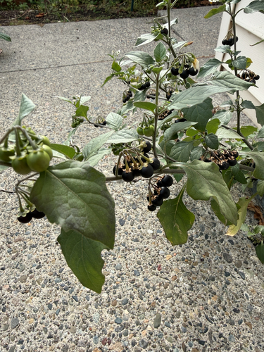 black nightshade