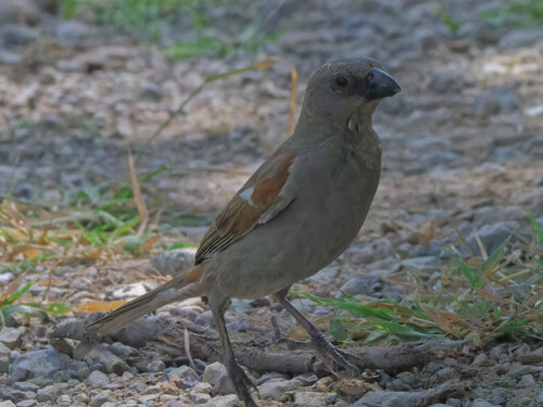 iNaturalist image