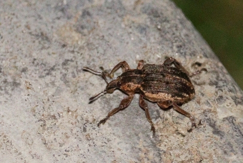 Clover Leaf Weevil