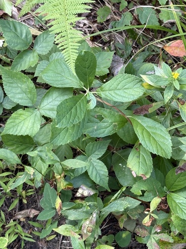 Sweet Pepperbush