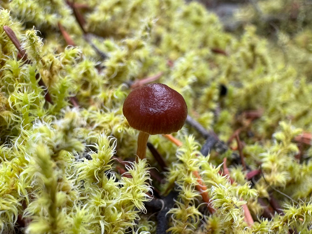 mountain moss deconica · September 2026 · photo: Photo: (c) Jason Alexander, some rights reserved (CC BY) · iNaturalist