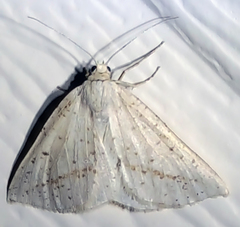 Lychnosea intermicata