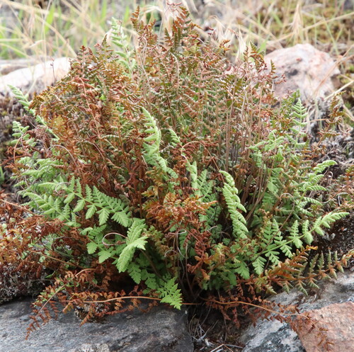 Rocky Mountain woodsia