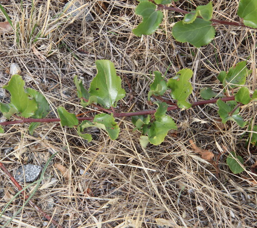 Snowbrush Ceanothus