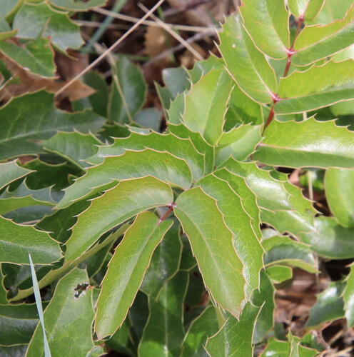 Oregon grape
