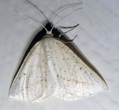 Lychnosea intermicata