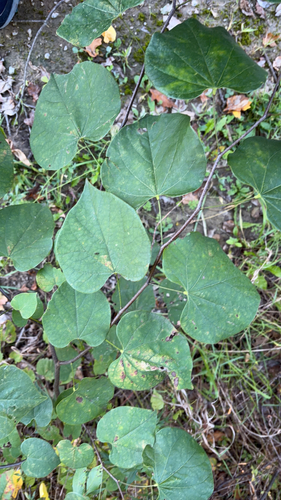 eastern redbud