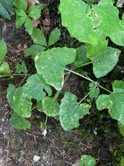 Adenocaulon bicolor