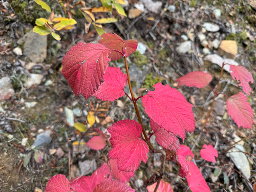 Viburnum edule, photograph 3