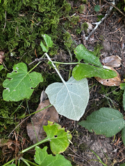 Adenocaulon bicolor, photograph (c) rosaceae_roberts, some rights reserved (CC BY)