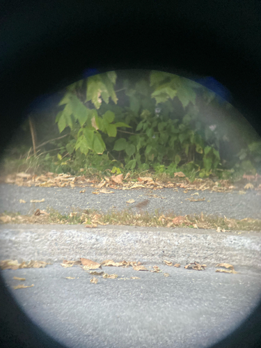 White-throated Sparrow